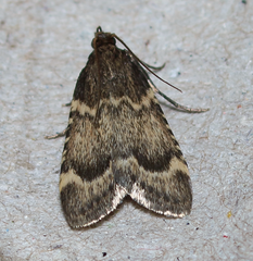 Aglossa cacamica