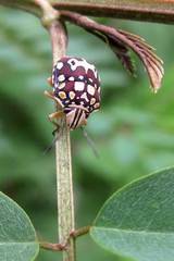 Orsilochides scurrilis