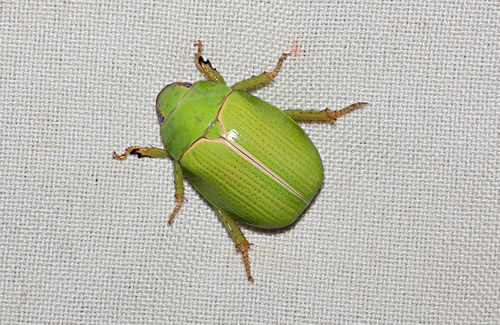 Anoplognathus prasinus (Castelnau, 1840)