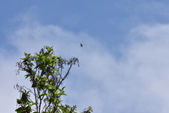 Chaetocercus mulsant