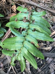 Blechnum wattsii