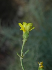 Image of Andryala crithmifolia