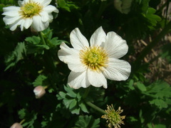 Callianthemum isopyroides