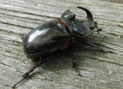 Oryctes nasicornis grypus