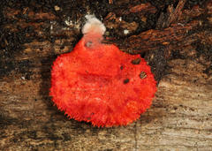 Crepidotus cinnabarinus