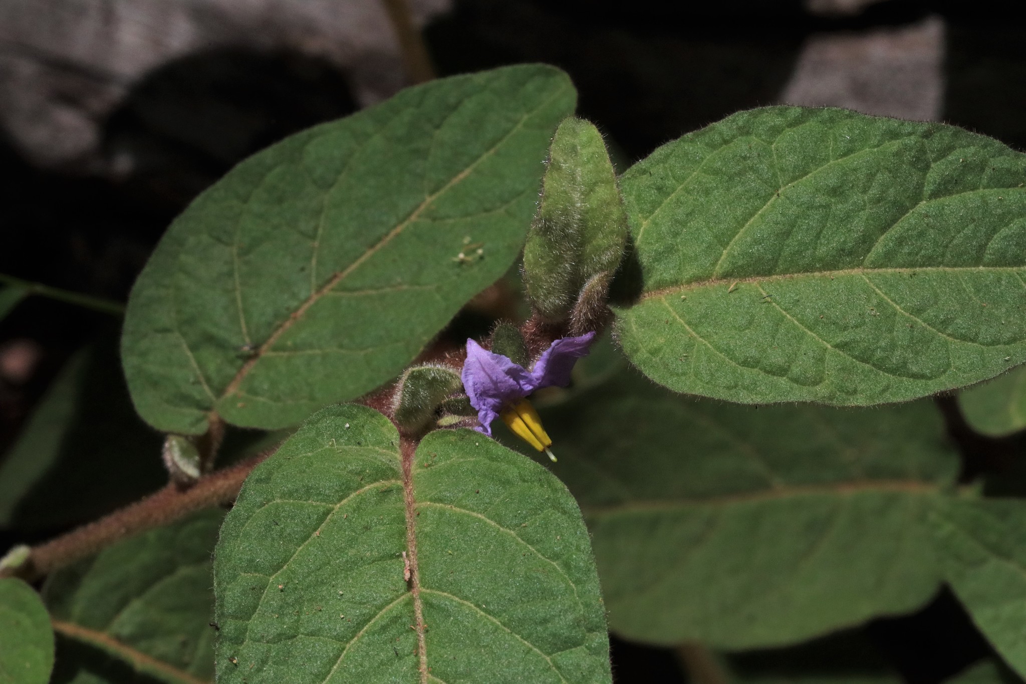 Solanum hapalum