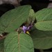 Furry Nightshade - Photo (c) Adrian Gale, some rights reserved (CC BY-NC), uploaded by Adrian Gale