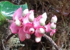 Cavendishia complectens