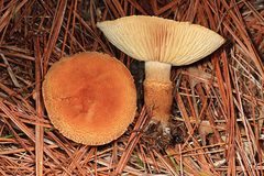 Cystoderma amianthinum amianthinum