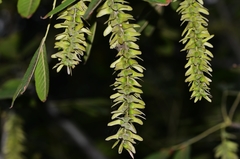 Pterocarya stenoptera