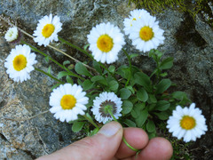 Erigeron flettii