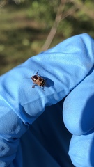 Cryptocephalus irroratus