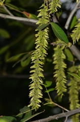 Pterocarya stenoptera