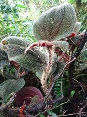 Miconia reflexa