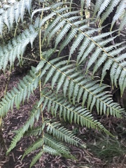 Cyathea australis
