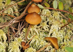 Galerina tibiicystis