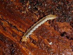 Dendroides