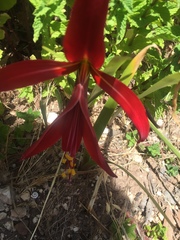 Sprekelia