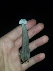 Hypomyces cervinigenus