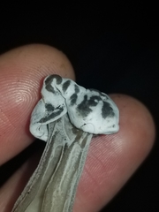 Hypomyces cervinigenus