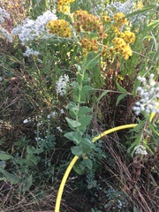 Solidago rigida humilis
