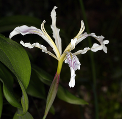 Iris tenuissima