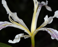 Iris tenuissima