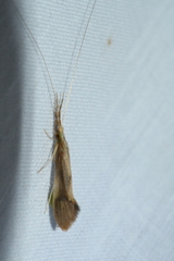 Triaenodes marginatus