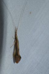 Triaenodes marginatus