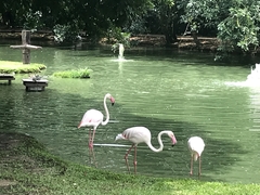 Phoenicopterus roseus