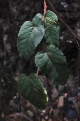 Cissus antarctica