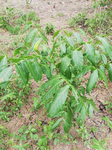 Pacific Coast mahogany (Swietenia humilis)
