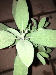 Salvia