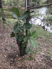 Ficus benghalensis