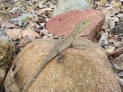 Eastern Two-Line Dragon photo 4