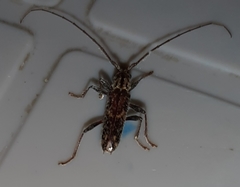 Eurysthea cribripennis