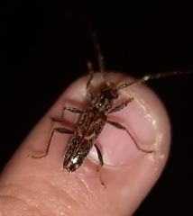 Eurysthea cribripennis