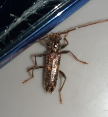 Eurysthea cribripennis
