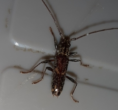 Eurysthea cribripennis