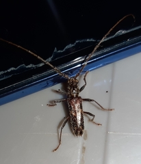 Eurysthea cribripennis