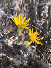 Heterotheca sessiliflora echioides