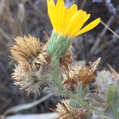 Heterotheca sessiliflora echioides