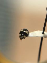 Hyperaspis silvestrii