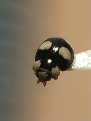 Hyperaspis silvestrii