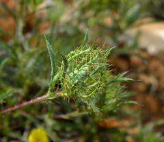 Atractylis cancellata