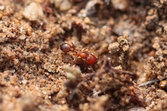 Solenopsis geminata
