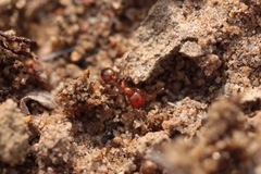 Solenopsis geminata