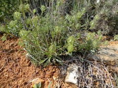 Atractylis cancellata