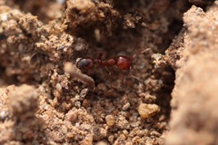 Solenopsis geminata