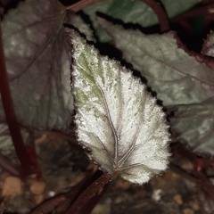 Begonia rex-cultorum